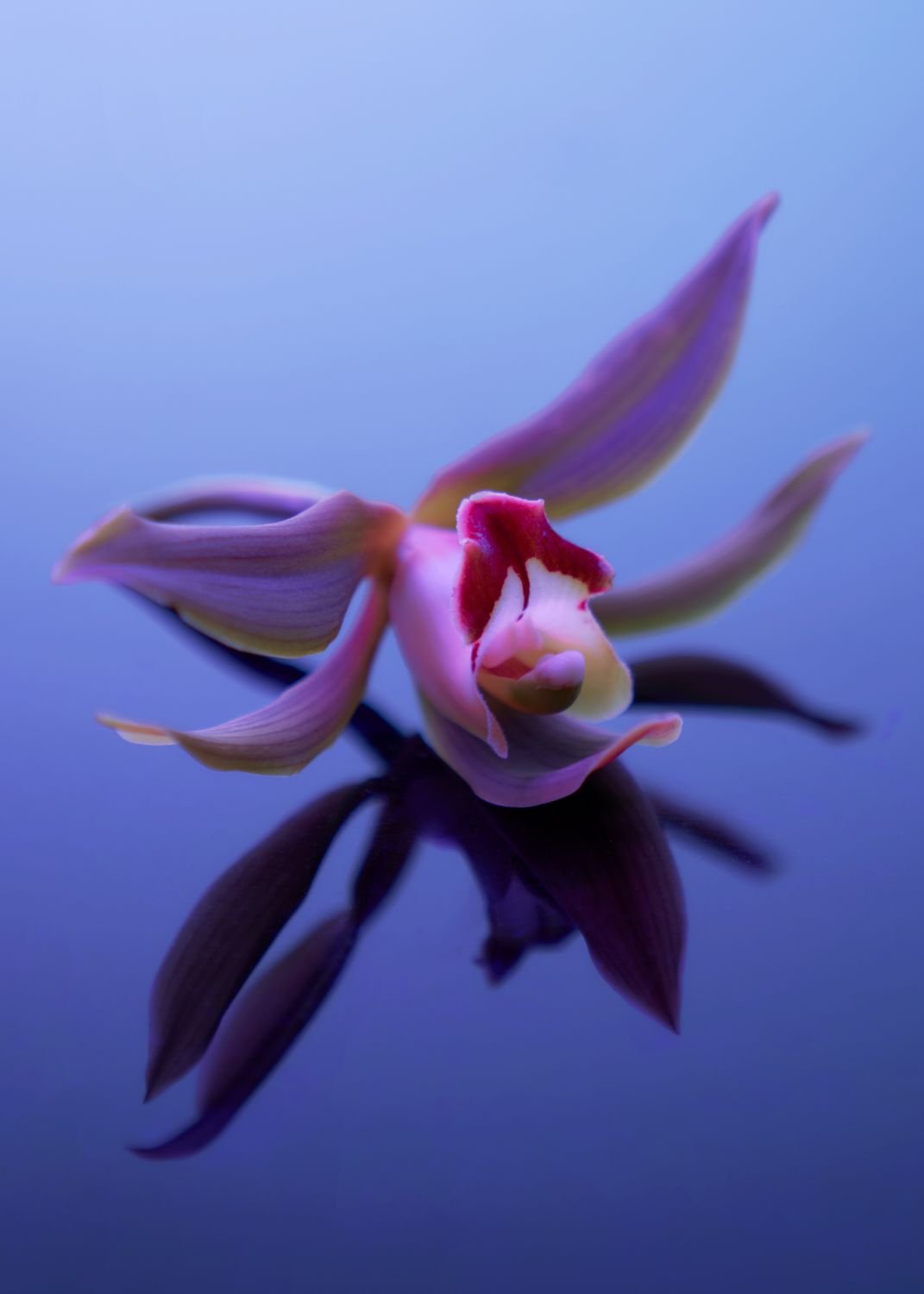 MOTH(ER): Planet Moth x Mother Agency — image 12